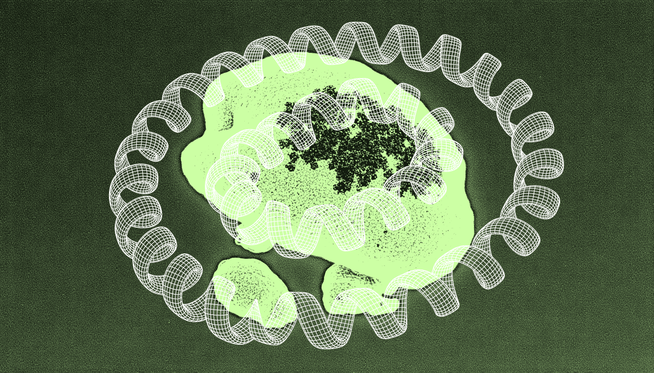 oocyte with partially reprogrammed chromatin, heterogeneous histone methylation patterns, transmitted light micrograph, monochrome blue